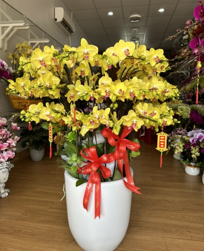 LAN HỒ ĐIỆP TẾT MẪU 16