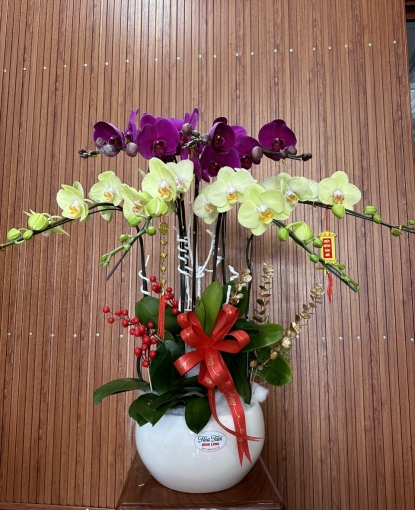 LAN HỒ ĐIỆP TẾT MẪU 13